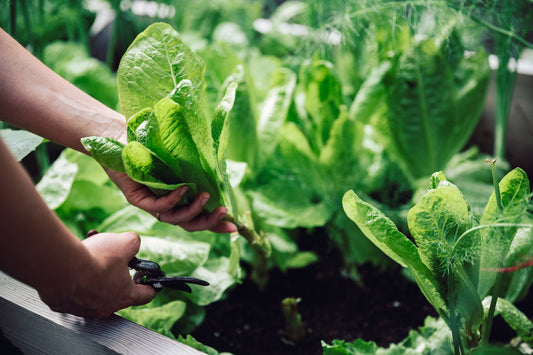 The Science of Biostimulants: How Plant Growth-Promoting Substances Boost Crop Performance