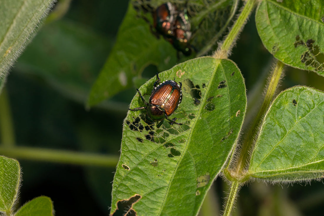 Sustainable Pest Management: The Promise of Natural Biopesticides